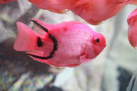 Free photo "Bright Pink Fish"