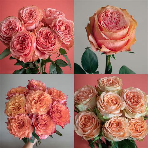 Pantone Color of the Year “Living Coral” Inspired Rose Varieties – flowerlink