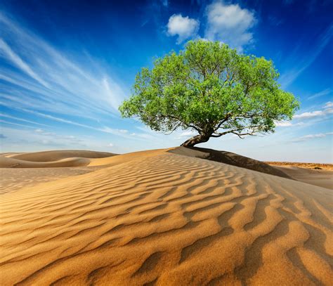 Lonely green tree in desert dunes – Tasawuf : The Journey Within