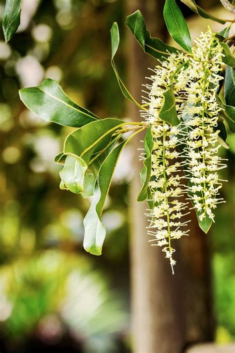 Macadamia flowers stock image. Image of food, flora, botanical - 53095843