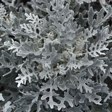 Dusty Miller Seeds - Silverdust | Flower Seeds in Packets & Bulk | Eden Brothers