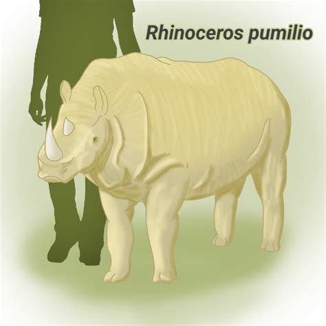 Pygmy rhino in Mu (Rhinoceros pumilio) : r/SpeculativeEvolution