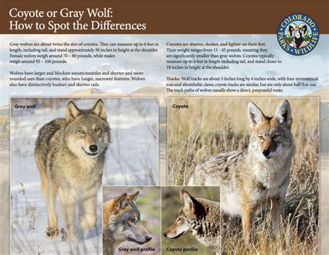 First round of public comment reveals divide over Colorado’s gray wolf ...