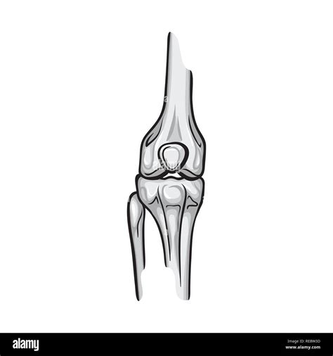 femur,bony,leg,knee,tibia,fibula,joint,movement,injury,pain,bone,skeleton,anatomy,human,organs ...