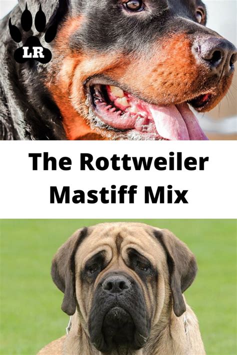 The Rottweiler Mastiff Mix - A Giant of A Dog Breed! | Labrottie.com