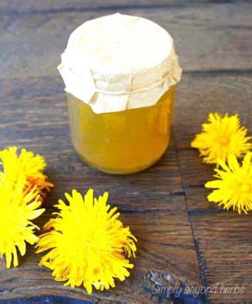 Wild and Delicious Dandelion Jelly recipe - SimplyBeyondHerbs