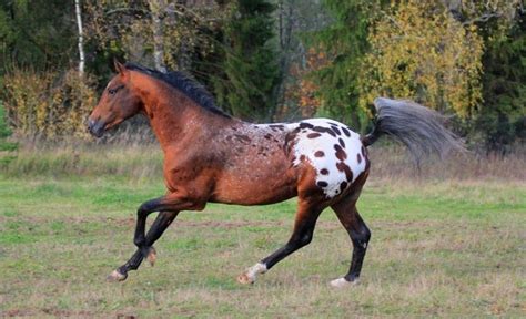 Spotted Blanket Appaloosa | bay spotted blanket - Knabstrupper stallion ...