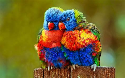 30 Cute Bird Pictures with Most Beautiful Colors | Most beautiful birds ...