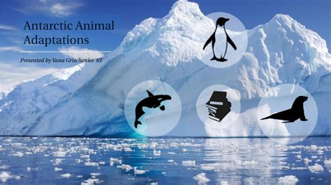 Antarctic Animal Adaptations by Yana Grischenko on Prezi