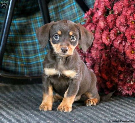 Dachshund Mix Puppies For Sale | Greenfield Puppies