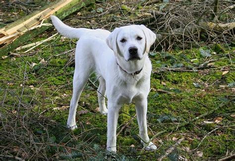 Labrador Names - The Ultimate List! (225+ Great Names)