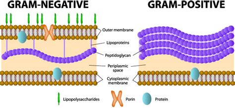 What Is Gram Positive Bacteria and How Do We Kill It?