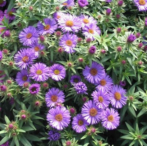 Aster novae-angliae “Purple Dome’