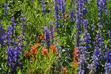 Yosemite Wildflowers Photograph by Lynn Bauer - Fine Art America