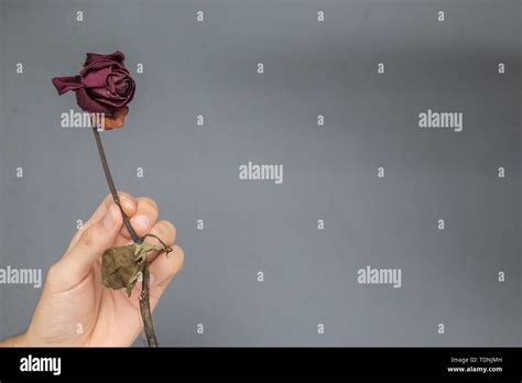 A withered rose Stock Photo - Alamy