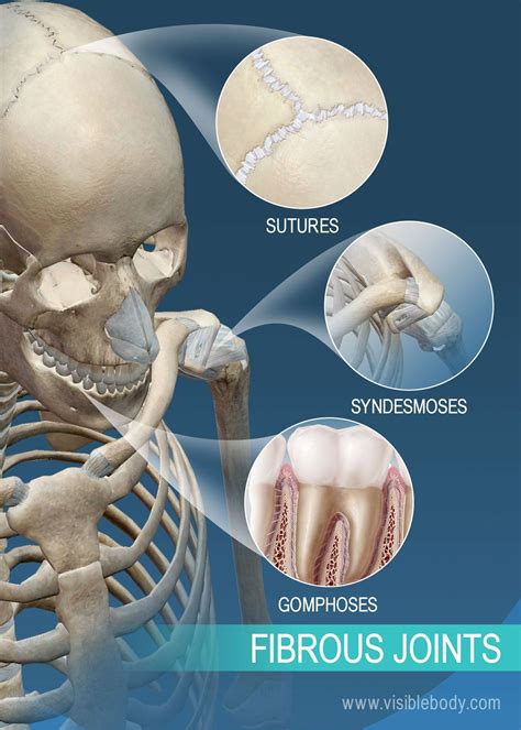 60 Cool What Type Of Joint Is A Fibrous Joint - insectza