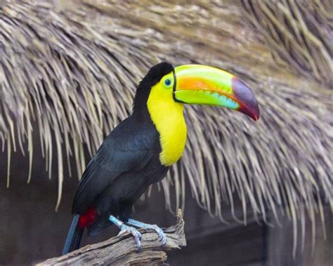 Are Toucans Good Pets? Yes, Yes, And Yes! This Is Why!