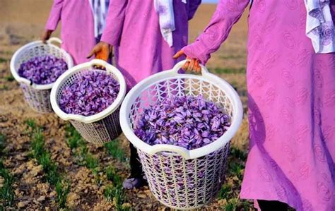 When Is The Saffron Harvest Season? - When Is The Saffron Harvest Season?