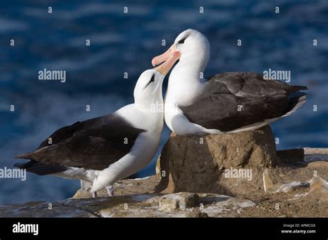 Black browed Albatross Diomedea melanophoris breeding pair bonding ...