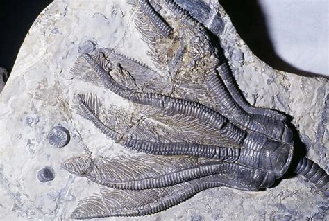 Crinoid Fossil Sea Lilies Triassic period 240 m. y. a