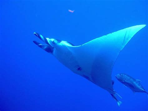 12 Awesome Facts You Didn't Know About Manta Rays