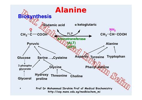 03 alanine metabolism