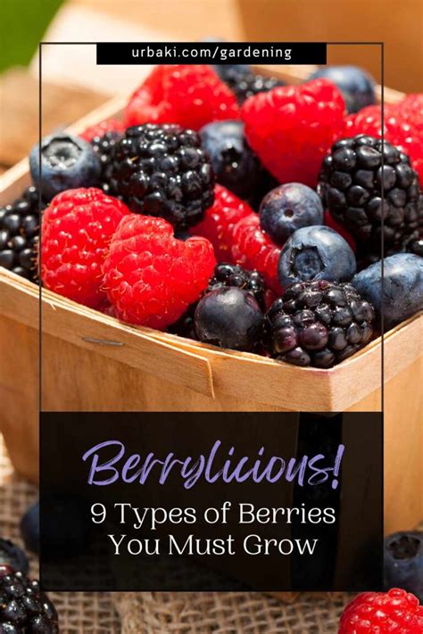 Berrylicious! 9 Types of Berries You Must Grow