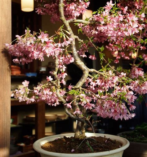 10 Japanese Flowering Cherry Blossom Bonsai Seeds Fresh | Etsy