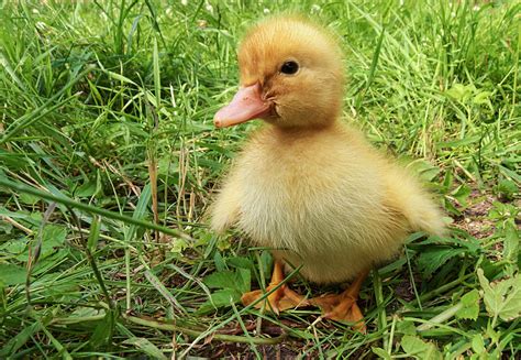 The Best Duck Breeds for Beginners - Weed 'em & Reap