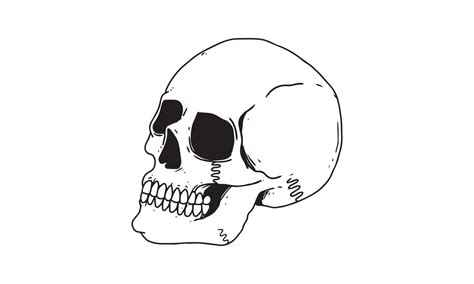 Human Skulls Side View Drawing