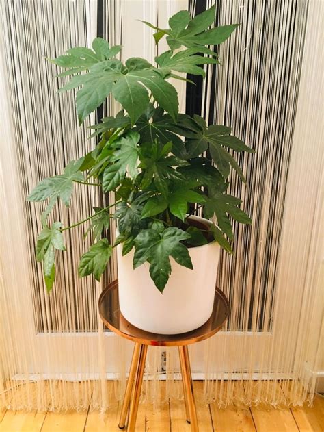 Fatsia Japonica Paperplant Houseplant Seeds Tropical Indoor | Etsy