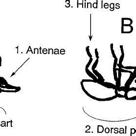 A death-feigned (A) and a dead (B) adult of C. formicarius. Three... | Download Scientific Diagram