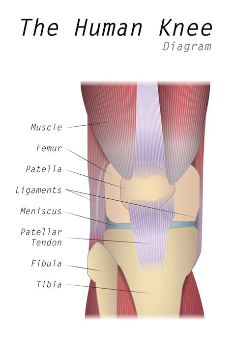 The Human Knee Diagram | Human knee, Anterior knee pain, Medical experts