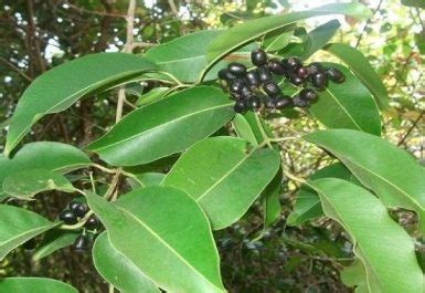 Jamun Fruit Cultivation in India • India Gardening