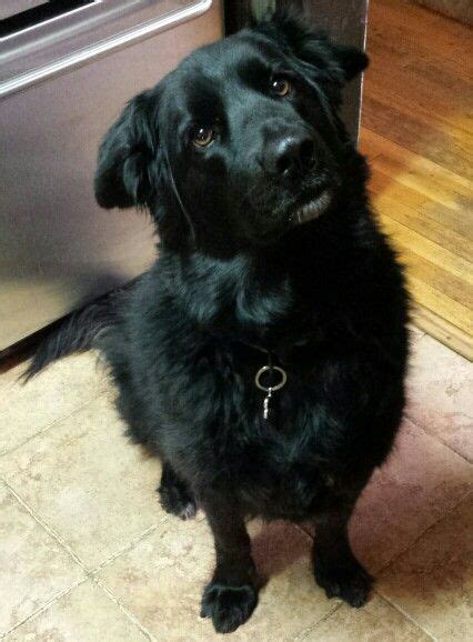 My awesome dog Max.. Black Lab mix with Golden Retriever I will ...