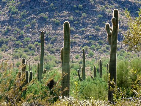 File:White Tank Mountains Regional Park - Closeup Cactuses - 60144.JPG