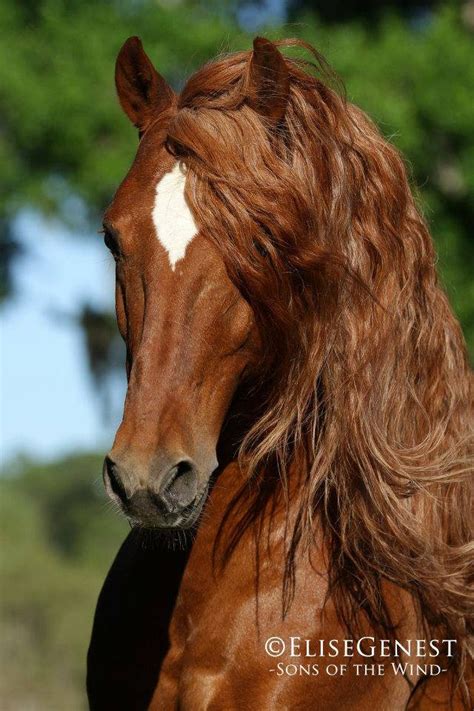 Chestnut - great mane | Horses. Mainly Andalusians. | Pinterest