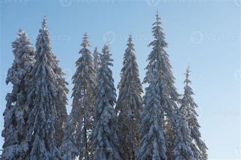 pine tree forest background covered with fresh snow 11278567 Stock ...