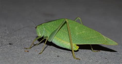 The Scratching Post: Green, Leaf-shaped Grasshopper