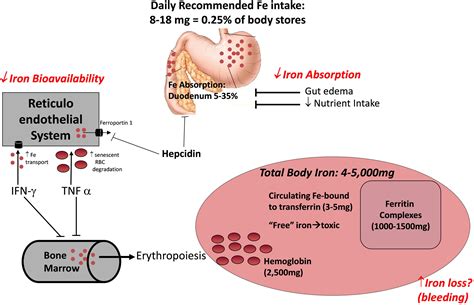 Iron Deficiency in Heart Failure: A Scientific Statement from the Heart Failure Society of ...