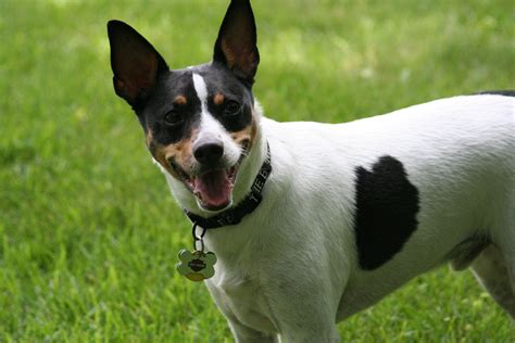 Rat Terrier - Puppies, Rescue, Pictures, Information, Temperament, Characteristics | Animals Breeds