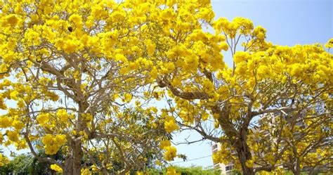 Mengenal Pohon Tabebuya Pink, Ungu, Kuning dan Putih - TUKANG TAMAN ...