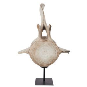 1900 Sperm Whale Vertebrae on Metal Stand from Tasmania - Natural History - Industry Science ...