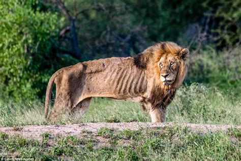 Old lion is pictured starving to death after being cast out by pride - My Style News