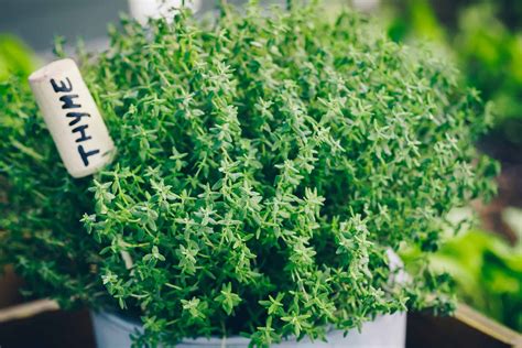 Is Thyme A Perennial Or Annual? - A-Z Animals