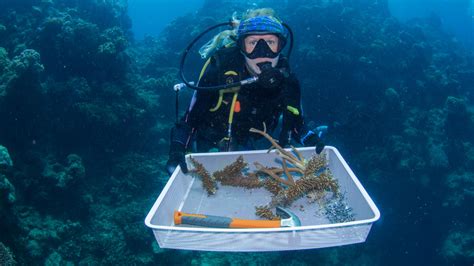 What is reef restoration? - Great Barrier Reef Foundation