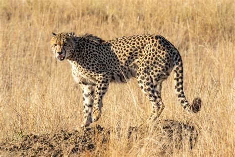 Cheetah On Rock · Free Stock Photo