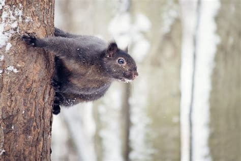 How do Squirrels Survive Winter - Squirrelcontrol.ca