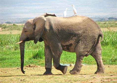 Visit Amboseli National Park in Kenya | Audley Travel