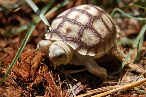 Baby Sulcata Tortoise - Tortoise Supply